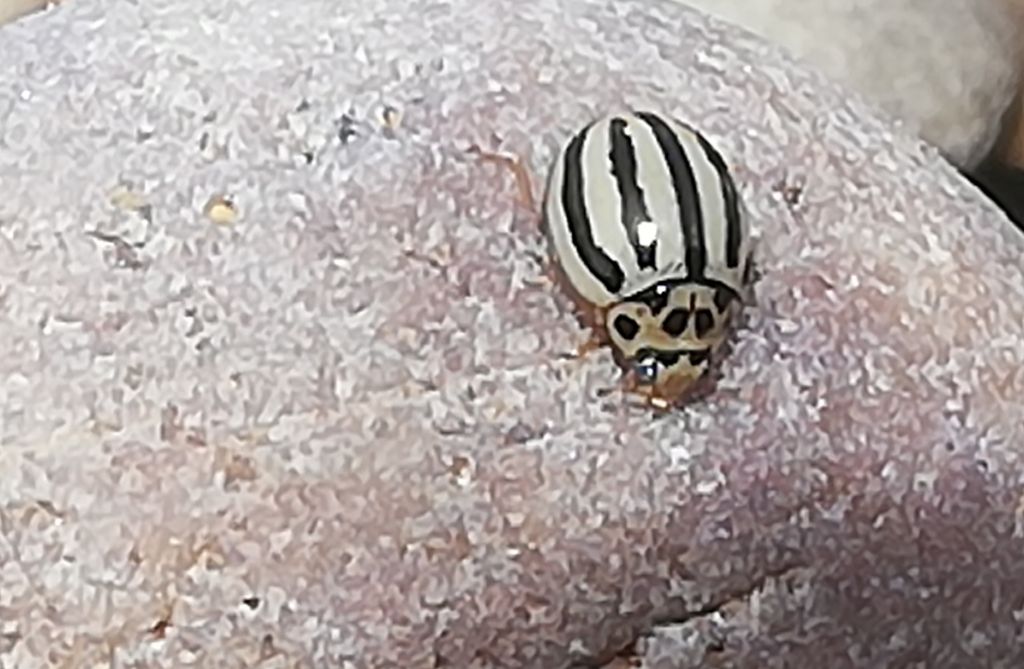 Coccinellidae: Tytthaspis phalerata